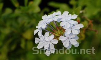 花茶加盟 花茶加盟,花茶加盟