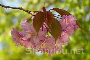 关于樱花代理的信息