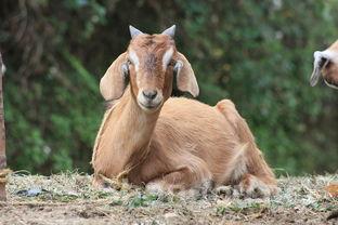 羊小咩便荔卡额度如何提现出来秒到救急的八大妙招